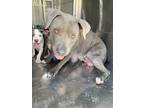 Adopt Pixie a Gray/Blue/Silver/Salt & Pepper American Pit Bull Terrier / Mixed