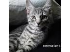 Adopt Buttercup -IN FOSTER ADOPTED a Gray or Blue Domestic Shorthair / Domestic