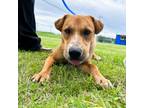 Adopt Broganette a Tan/Yellow/Fawn Labrador Retriever / Mixed dog in Tulsa