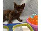 Adopt Nadia a All Black Domestic Shorthair / Domestic Shorthair / Mixed cat in
