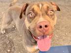 Adopt Melvin a Gray/Blue/Silver/Salt & Pepper Mixed Breed (Large) / Mixed dog in