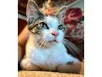 Adopt Bret a White Domestic Shorthair / Domestic Shorthair / Mixed cat in
