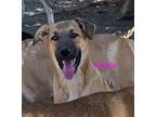 Adopt Madge a Shepherd (Unknown Type) / Mixed dog in Rancho Cucamonga