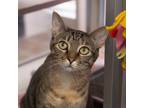 Adopt Dazzle -- Bonded Buddy With Gertie a Domestic Shorthair / Mixed cat in Des