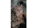 Adopt Theo a Orange or Red Tabby Domestic Shorthair (short coat) cat in Fort