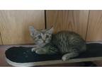 Adopt Bristol a Brown Tabby Domestic Shorthair (short coat) cat in Fort Scott