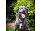 Adopt Buc-ee a Brindle Plott Hound / Labrador Retriever / Mixed dog in Sautee