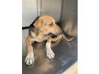 Adopt Birdie a Tan/Yellow/Fawn German Shepherd Dog / Mixed dog in Fort Worth