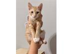 Adopt GINGER a Orange or Red (Mostly) American Shorthair / Mixed (short coat)