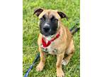 Adopt Rachael a Shepherd (Unknown Type) / Mixed dog in Darlington, SC (38774599)
