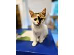 Adopt Pru a White (Mostly) Calico / Mixed (short coat) cat in Kennesaw
