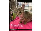 Adopt Mama May a Brown Tabby Domestic Shorthair / Mixed (short coat) cat in