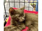 Adopt Jack a Gray or Blue Domestic Shorthair / Mixed (short coat) cat in