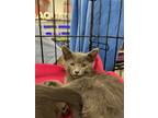 Adopt Joe a Gray or Blue Domestic Shorthair / Mixed cat in Atascocita
