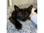 Adopt Attina a All Black Domestic Shorthair / Mixed (short coat) cat in