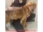 Adopt Genesis 7434 a Tan/Yellow/Fawn Golden Retriever / Mixed dog in Brooklyn