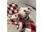 Adopt Shrek a White American Pit Bull Terrier / Mixed dog in Maryville