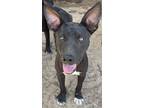 Adopt Batty a Mixed Breed (Medium) / Mixed dog in Athens, TX (38646535)
