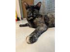 Adopt Destiny a All Black Domestic Shorthair / Domestic Shorthair / Mixed cat in