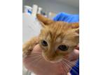 Adopt Quinn a Orange or Red Domestic Shorthair / Domestic Shorthair / Mixed cat
