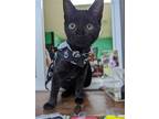 Adopt Lonestar a All Black Domestic Shorthair / Mixed cat in Franklin