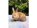 Adopt Buttercup a English Spot / Mixed rabbit in Fairfield, PA (38729133)