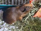 Adopt Chocolate Thunder a Brown or Chocolate Guinea Pig small animal in