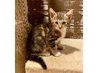 Adopt Skunk a Brown Tabby Domestic Shorthair / Mixed (short coat) cat in Duluth