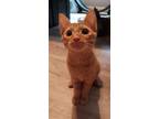 Adopt Aslan a Orange or Red Domestic Shorthair / Mixed (short coat) cat in