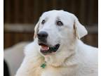 Adopt Kirby a White Great Pyrenees / Labrador Retriever / Mixed dog in