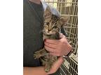 Adopt Reese - Tabby in foster care a Brown Tabby Domestic Shorthair / Mixed
