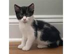 Adopt Pongo a Black & White or Tuxedo Domestic Shorthair / Mixed (short coat)