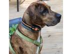 Adopt Hopper a Brown/Chocolate Mixed Breed (Large) / Mixed dog in Jefferson