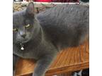 Adopt Binx a Gray or Blue Domestic Shorthair / Mixed cat in Middletown
