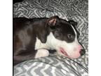 Adopt Zenith a Black Mixed Breed (Medium) / Mixed dog in Englewood