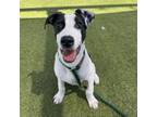 Adopt Raziel a White - with Tan, Yellow or Fawn American Pit Bull Terrier /
