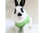 Adopt Kale a English Spot / Mixed rabbit in Michigan City, IN (38771918)