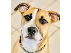 Adopt Nailia a Mixed Breed (Medium) / Mixed dog in Osage Beach, MO (38767926)