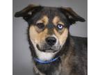 Adopt Flor a Shepherd (Unknown Type) / Mixed dog in Houston, TX (38753856)