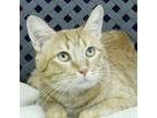 Adopt Lovey a Domestic Shorthair / Mixed cat in Midland, TX (38771622)