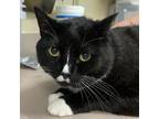 Adopt Tucker a Domestic Shorthair / Mixed cat in Salisbury, MD (38771454)