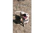 Adopt Timmy a Setter (Unknown Type) / Hound (Unknown Type) / Mixed dog in