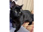 Adopt Finn a All Black Domestic Mediumhair / Mixed (medium coat) cat in
