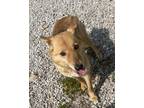 Adopt Honey Bear a Shiba Inu / Mixed dog in Batesville, AR (38766032)
