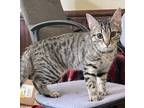 Adopt Lucky a Brown Tabby Domestic Shorthair (short coat) cat in Greensboro