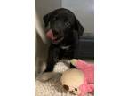 Adopt Libby a Labrador Retriever