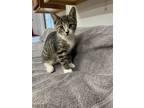 Adopt Nelly a Tiger Striped Domestic Shorthair (short coat) cat in Albion