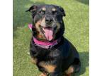 Adopt Linguini a Black Rottweiler / Mixed dog in Austin, TX (38769015)