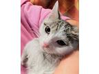 Adopt Milkshake a White (Mostly) Domestic Shorthair / Mixed (short coat) cat in