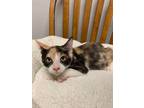 Adopt Fig 2 a Domestic Shorthair / Mixed (short coat) cat in Newman